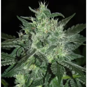 SEE029: Spicy White Devil FEM 5 Seeds